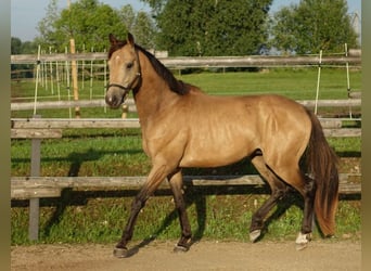 Pura sangre inglés, Caballo castrado, 6 años, 163 cm, Buckskin/Bayo