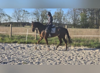 Pura sangre inglés, Caballo castrado, 6 años, 164 cm, Alazán-tostado