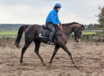 Pura sangre inglés, Caballo castrado, 6 años, 165 cm, Alazán