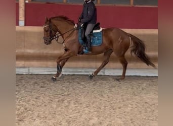 Pura sangre inglés, Caballo castrado, 6 años, 165 cm, Alazán