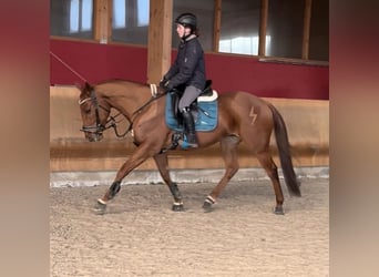 Pura sangre inglés, Caballo castrado, 6 años, 165 cm, Alazán