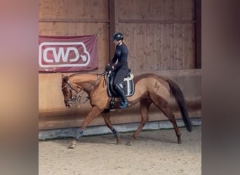 Pura sangre inglés, Caballo castrado, 6 años, 165 cm, Alazán