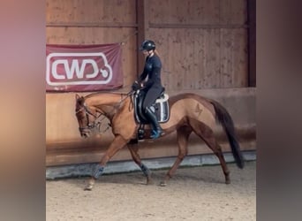Pura sangre inglés, Caballo castrado, 6 años, 165 cm, Alazán