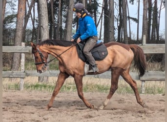 Pura sangre inglés, Caballo castrado, 6 años, 165 cm, Alazán-tostado