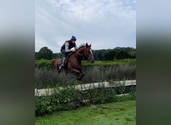 Pura sangre inglés, Caballo castrado, 6 años, 165 cm, Alazán-tostado