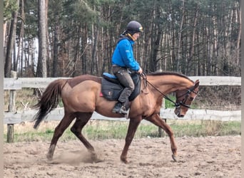 Pura sangre inglés, Caballo castrado, 6 años, 165 cm, Alazán-tostado