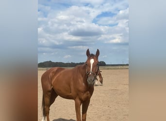 Pura sangre inglés, Caballo castrado, 6 años, 165 cm, Alazán-tostado