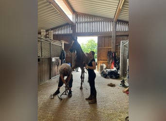 Pura sangre inglés, Caballo castrado, 6 años, 165 cm, Alazán-tostado