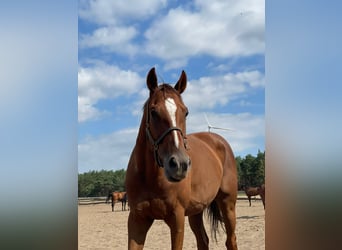 Pura sangre inglés, Caballo castrado, 6 años, 165 cm, Alazán-tostado