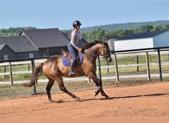 Pura sangre inglés, Caballo castrado, 6 años, 165 cm, Castaño rojizo