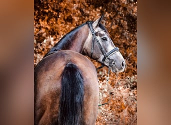 Pura sangre inglés, Caballo castrado, 6 años, 165 cm, Musgo