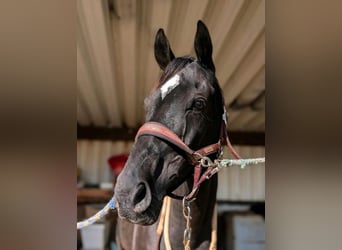 Pura sangre inglés, Caballo castrado, 6 años, 166 cm, Negro