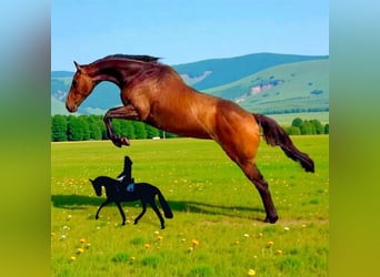 Pura sangre inglés, Caballo castrado, 6 años, 168 cm, Castaño