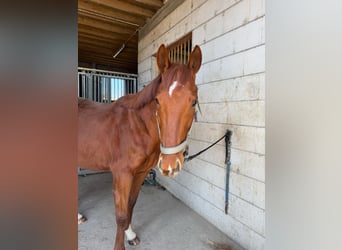 Pura sangre inglés, Caballo castrado, 6 años, 187 cm, Alazán