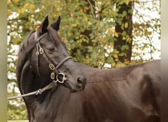 Pura sangre inglés, Caballo castrado, 6 años, Negro