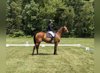 Pura sangre inglés, Caballo castrado, 7 años, 163 cm, Castaño rojizo