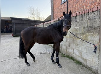Pura sangre inglés, Caballo castrado, 7 años, 163 cm, Castaño rojizo