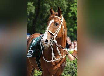 Pura sangre inglés, Caballo castrado, 7 años, 165 cm, Alazán