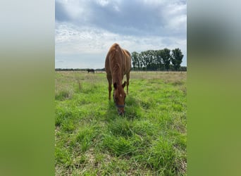 Pura sangre inglés, Caballo castrado, 7 años, 165 cm, Alazán