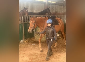 Pura sangre inglés, Caballo castrado, 7 años, 165 cm, Alazán