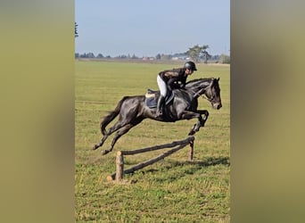 Pura sangre inglés, Caballo castrado, 7 años, 165 cm, Castaño