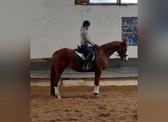 Pura sangre inglés, Caballo castrado, 7 años, 168 cm, Alazán