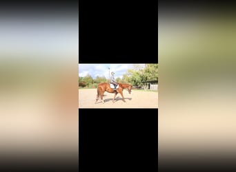 Pura sangre inglés, Caballo castrado, 7 años, 168 cm, Alazán