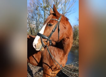 Pura sangre inglés, Caballo castrado, 7 años, 168 cm, Alazán