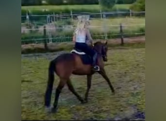 Pura sangre inglés, Caballo castrado, 7 años, 168 cm, Castaño