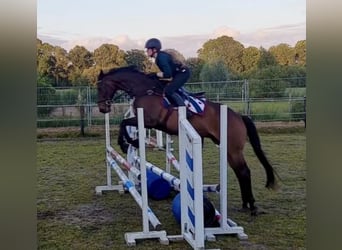 Pura sangre inglés, Caballo castrado, 7 años, 168 cm, Castaño