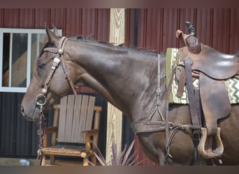 Pura sangre inglés, Caballo castrado, 7 años, 168 cm, Castaño rojizo