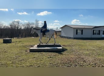 Pura sangre inglés, Caballo castrado, 7 años, 168 cm, Tordo