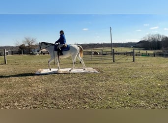 Pura sangre inglés, Caballo castrado, 7 años, 168 cm, Tordo