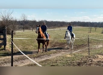 Pura sangre inglés, Caballo castrado, 7 años, 168 cm, Tordo