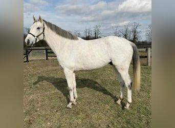 Pura sangre inglés, Caballo castrado, 7 años, 168 cm, Tordo