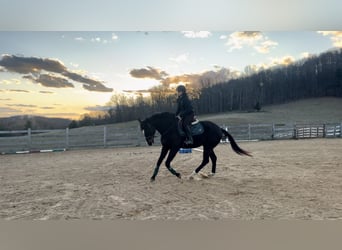 Pura sangre inglés, Caballo castrado, 7 años, 170 cm, Castaño oscuro