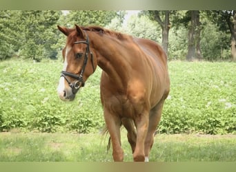 Pura sangre inglés, Caballo castrado, 7 años, 172 cm, Alazán