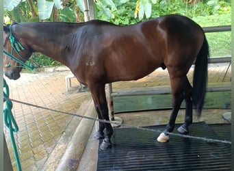 Pura sangre inglés, Caballo castrado, 8 años, 152 cm, Castaño