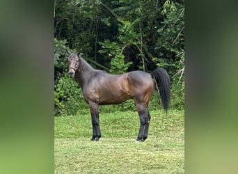 Pura sangre inglés, Caballo castrado, 8 años, 152 cm, Castaño