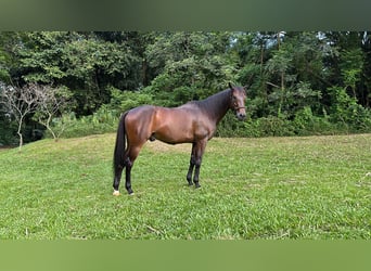 Pura sangre inglés, Caballo castrado, 8 años, 152 cm, Castaño