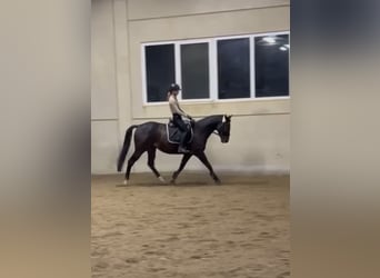 Pura sangre inglés, Caballo castrado, 8 años, 159 cm, Morcillo