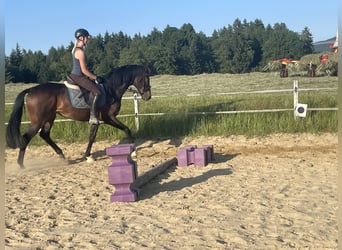 Pura sangre inglés, Caballo castrado, 8 años, 162 cm, Morcillo