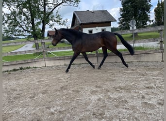Pura sangre inglés, Caballo castrado, 8 años, 162 cm, Morcillo