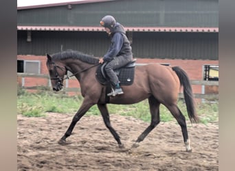 Pura sangre inglés, Caballo castrado, 8 años, 163 cm, Castaño