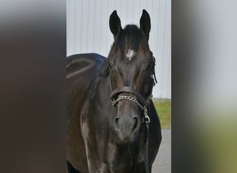 Pura sangre inglés, Caballo castrado, 8 años, 163 cm, Castaño oscuro