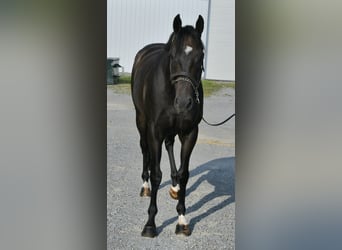 Pura sangre inglés, Caballo castrado, 8 años, 163 cm, Castaño oscuro