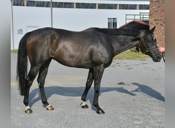 Pura sangre inglés, Caballo castrado, 8 años, 163 cm, Castaño oscuro