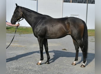 Pura sangre inglés, Caballo castrado, 8 años, 163 cm, Castaño oscuro