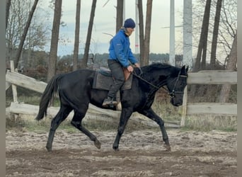 Pura sangre inglés, Caballo castrado, 8 años, 163 cm, Negro