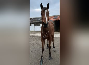 Pura sangre inglés, Caballo castrado, 8 años, 164 cm, Castaño claro